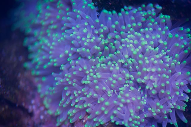 CoralPhoto-1-3.jpg