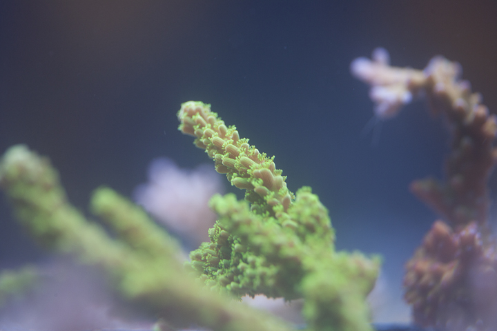 CoralPhoto-1.jpg