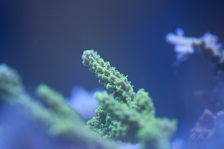 CoralPhoto-2.jpg