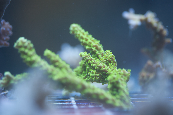 CoralPhoto-3.jpg