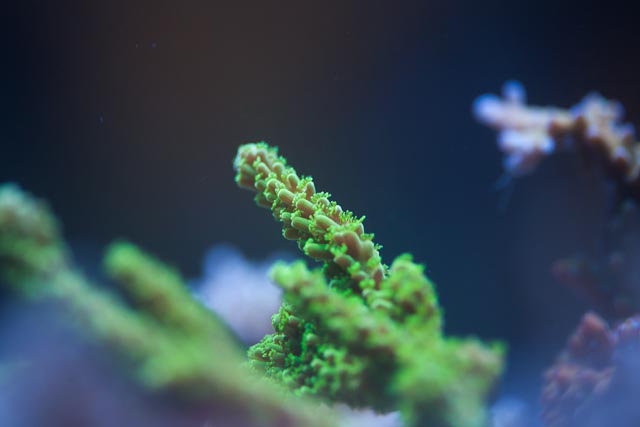 CoralPhoto-4.jpg
