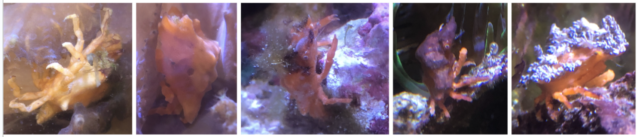 Costume-Crab.png