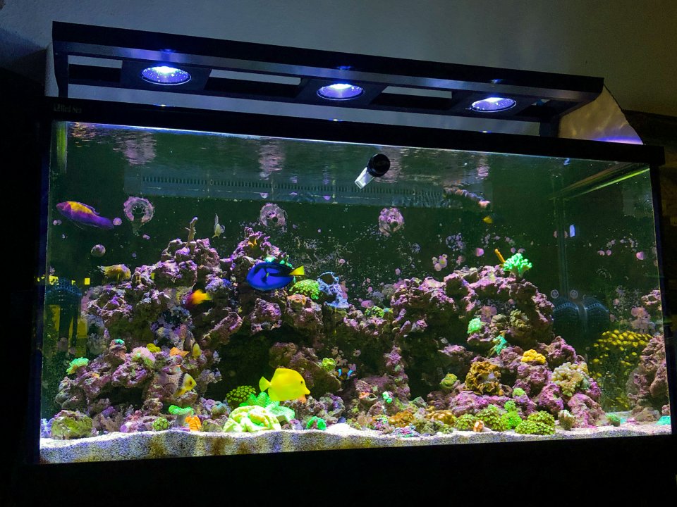 Current tank view-2-2.jpg