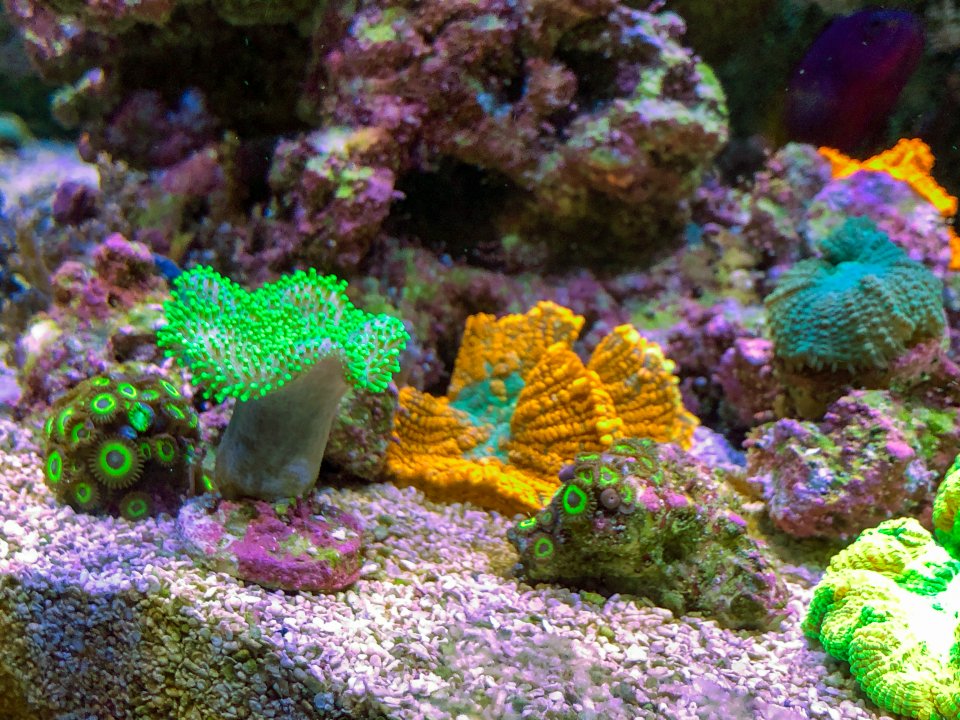 Current tank view-2.jpg