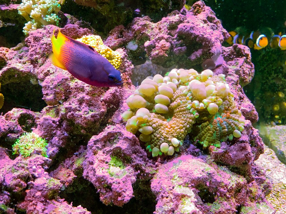 Current tank view-3.jpg