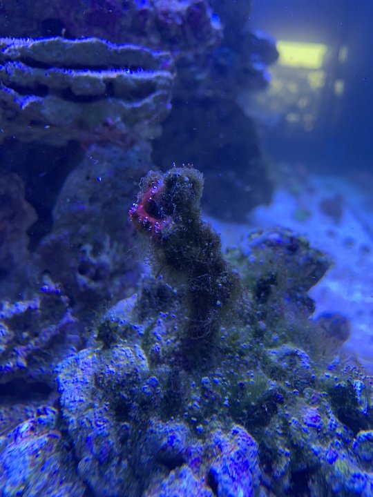 Cyano.jpg