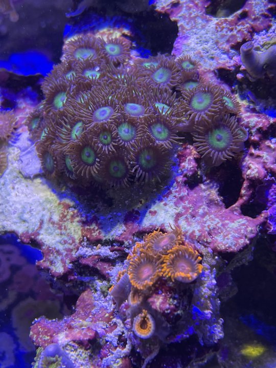 DAA26100-8E5E-4FE8-B2AD-06E96072A129.jpeg