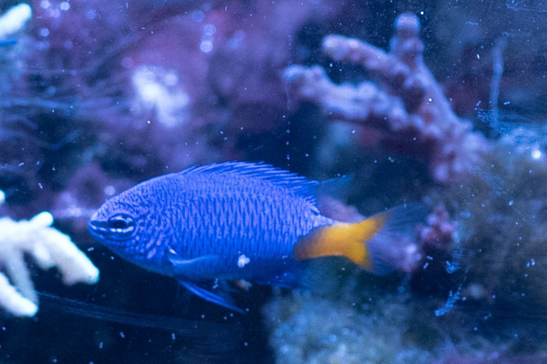 Damsel-1.jpg
