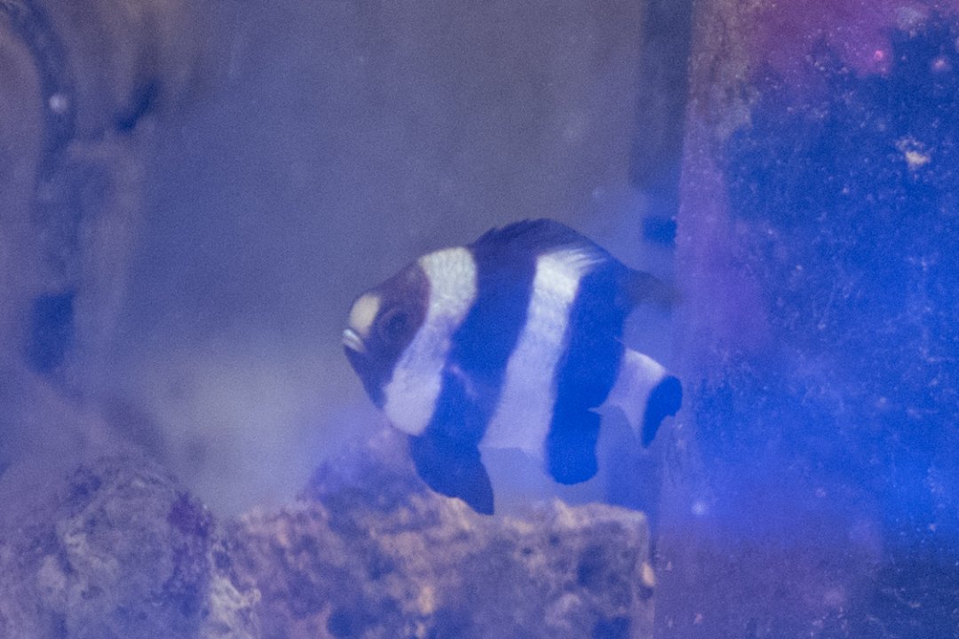 Damsel-7.jpg