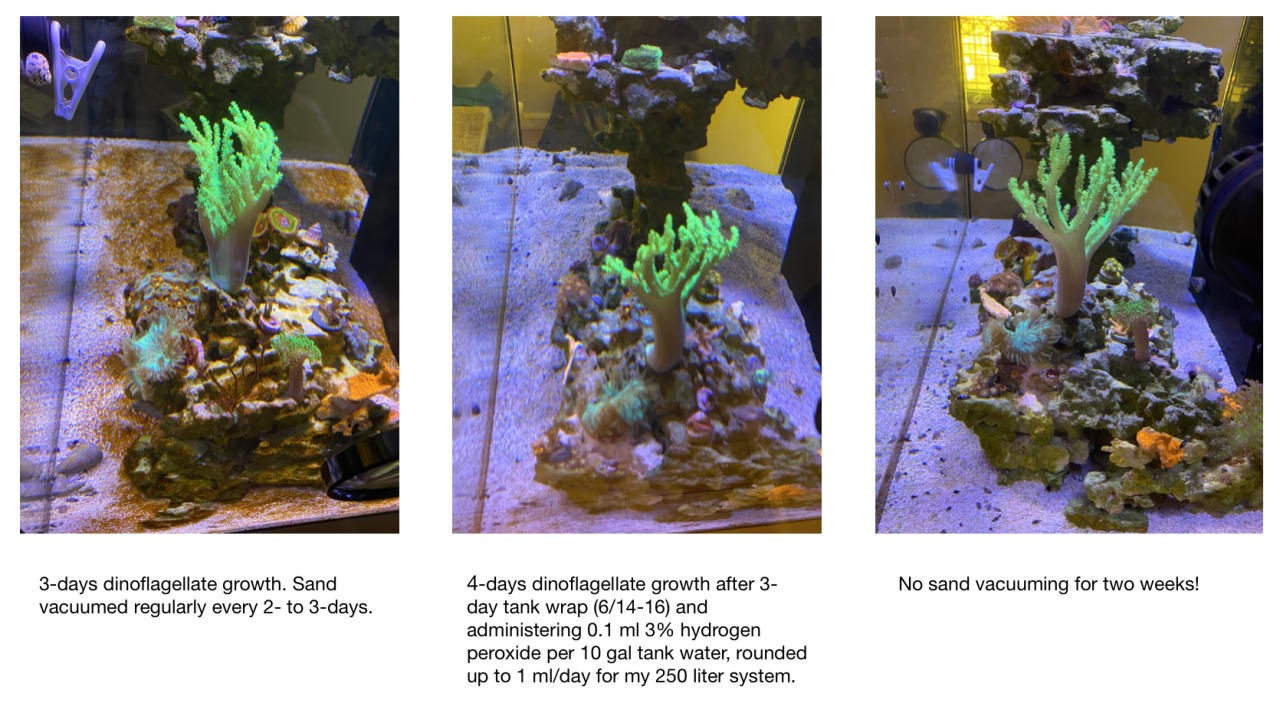 Dino Update 20200701 Squist 2-weeks no vacuuming!.png