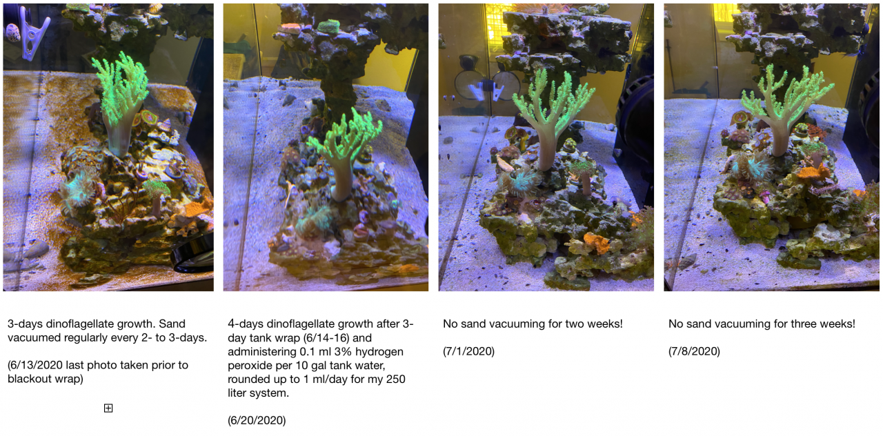 Dino update 3-weeks.png