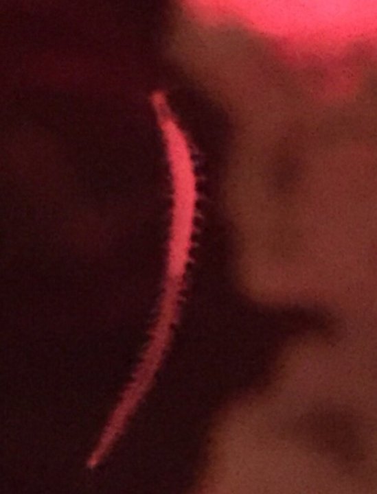 dorvilleidae maybe 20191014.jpg