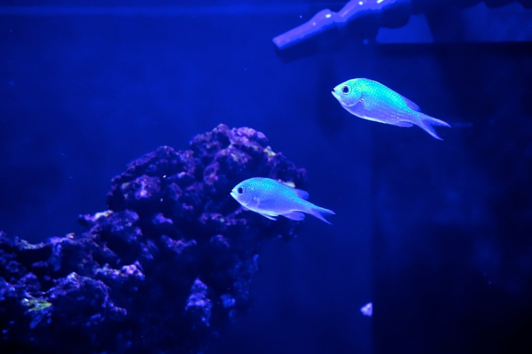 DSC01529.jpg