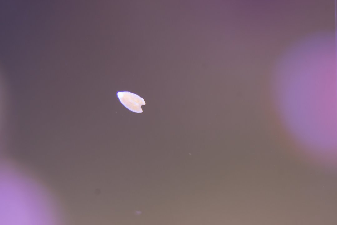 DSC05494.jpg
