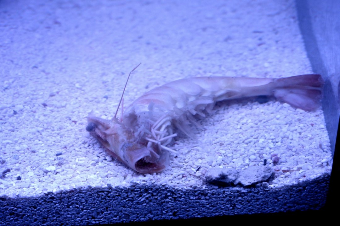 DSC_0237.jpg