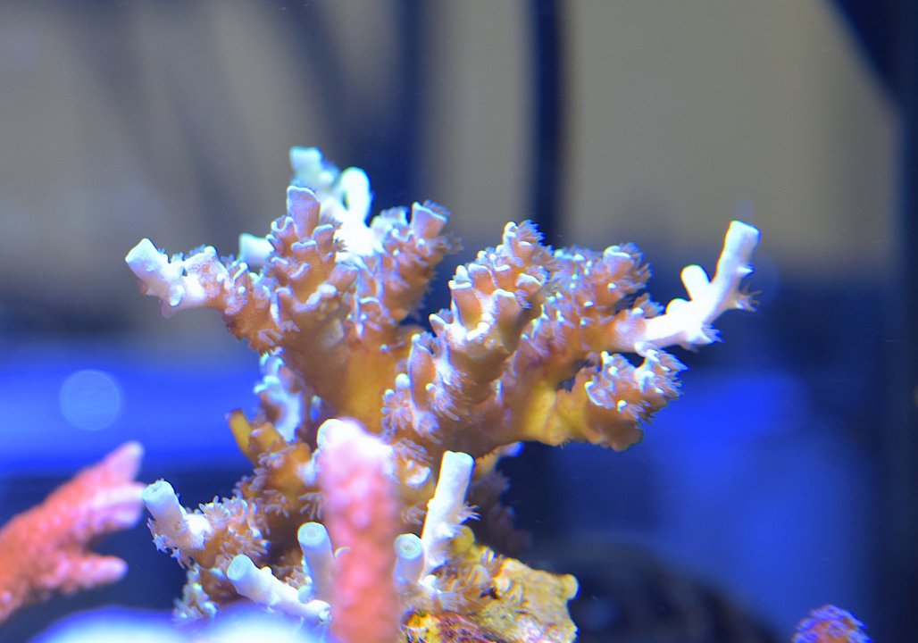 DSC_0374.JPG