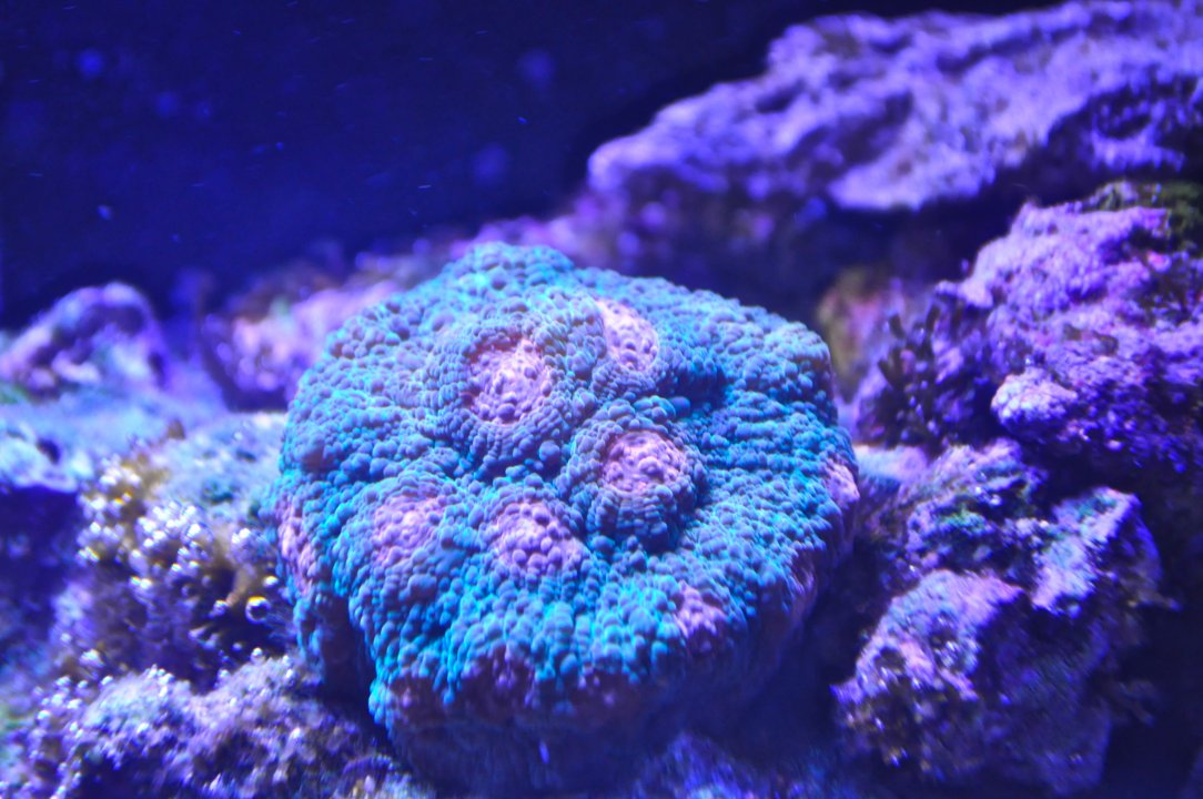DSC_0453.JPG