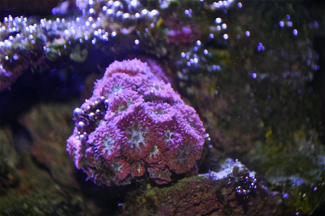 DSC_0466.JPG