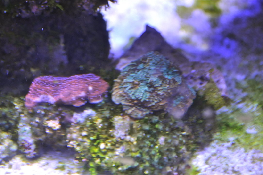 DSC_0471.JPG