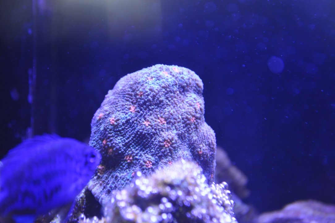DSC_0482.JPG