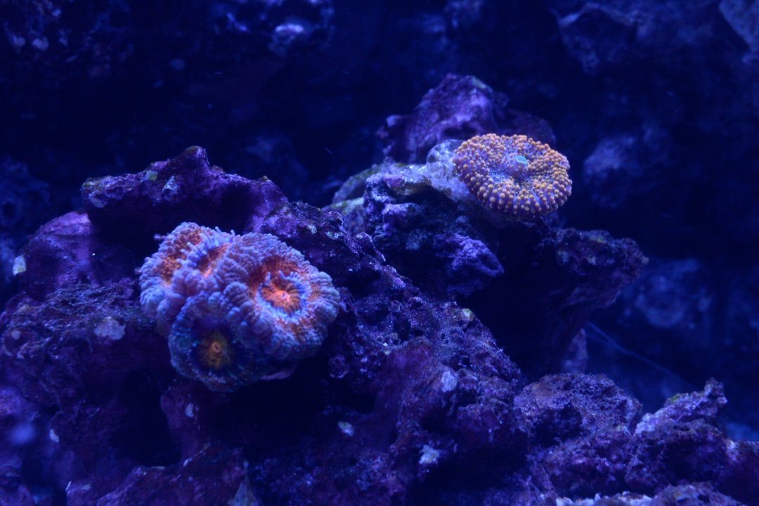 DSC_0488.jpg