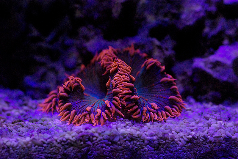 DSC_1872.jpg