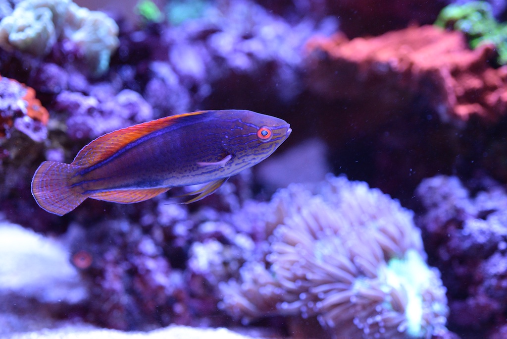 DSC_2150.jpg