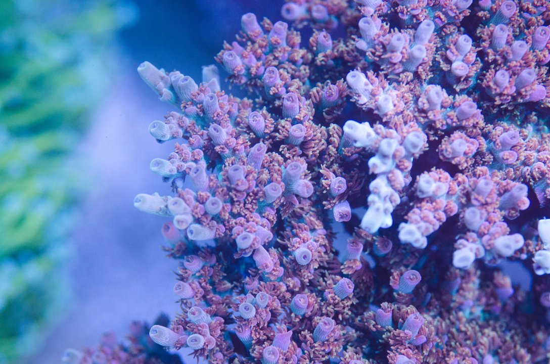 DSC_4668.jpg