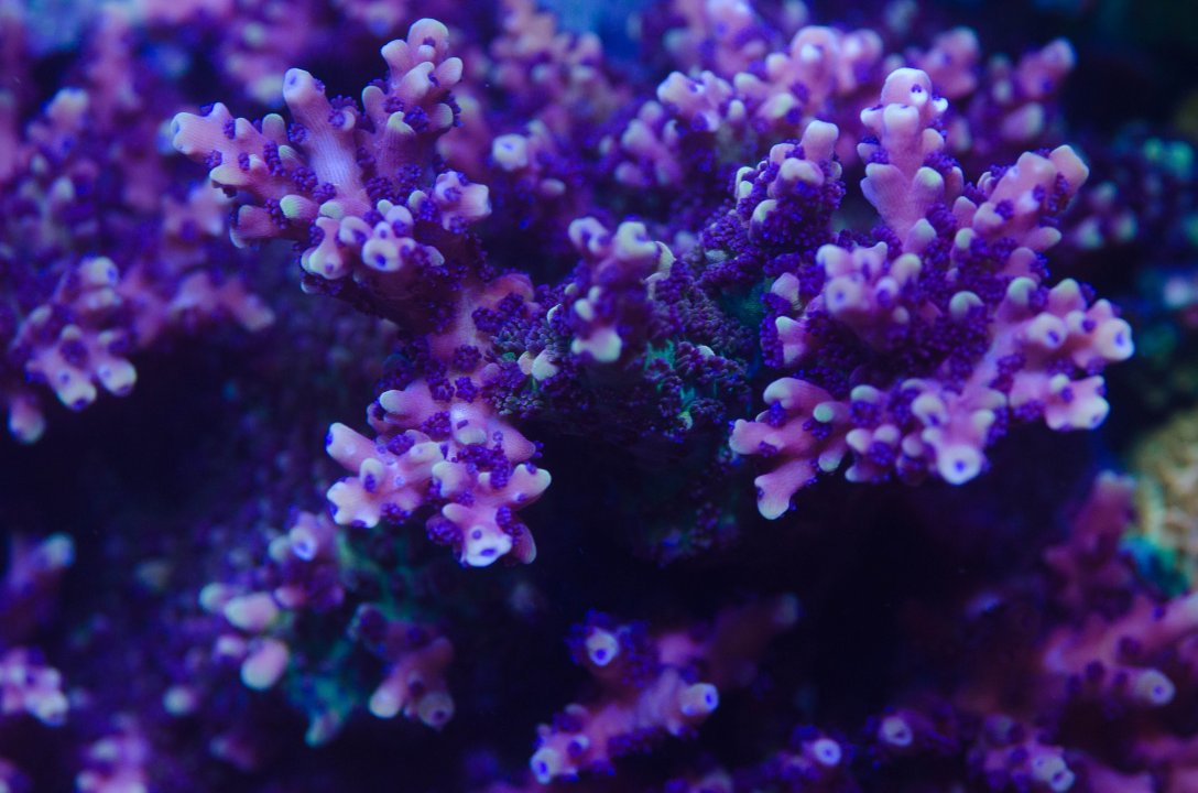 DSC_4681.jpg