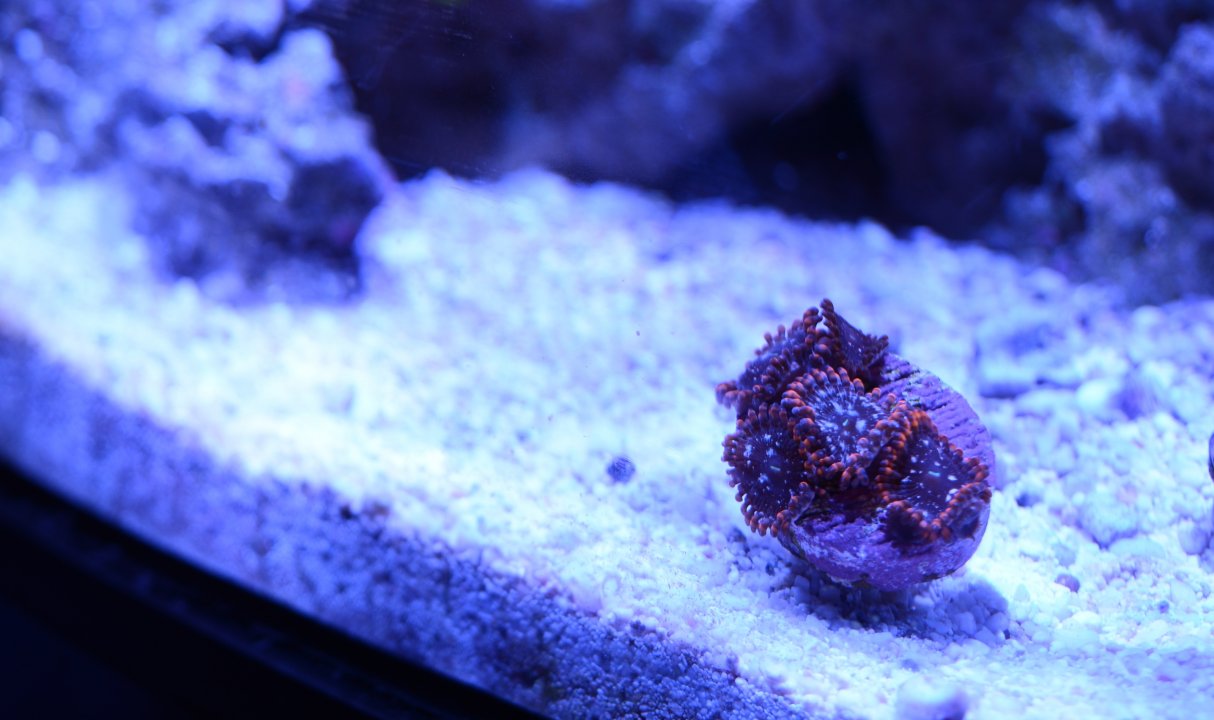 DSC_7889.JPG