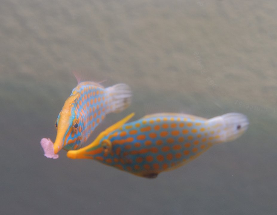 DSCF7444.JPG