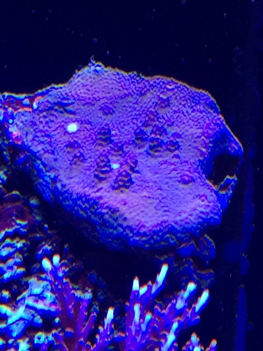 E52BE556-8B81-4921-817E-D2898DDD11C3.jpeg