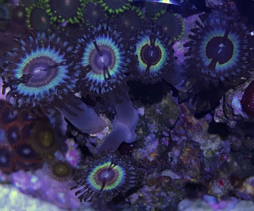 E5A4B157-57C4-43F8-8210-E090521712DD.jpeg