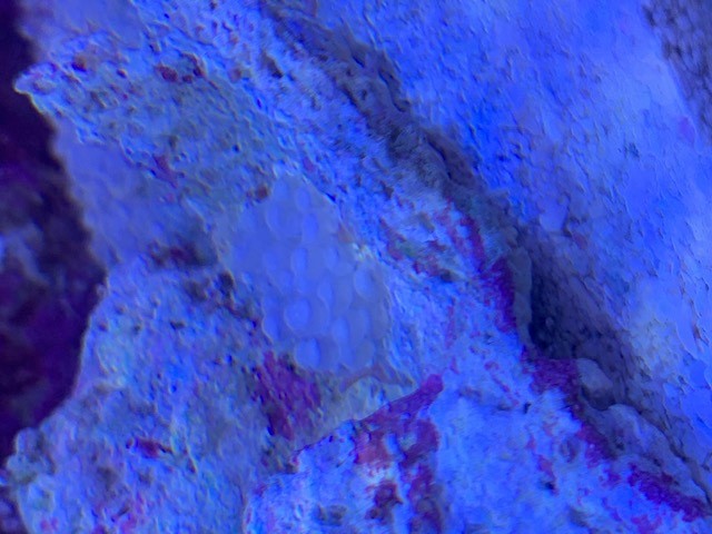 eggs.jpg