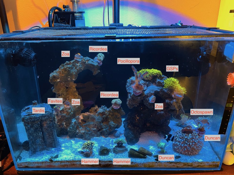 Emily's tank.jpeg