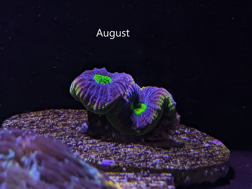 favia-august-2024-jpg.59898