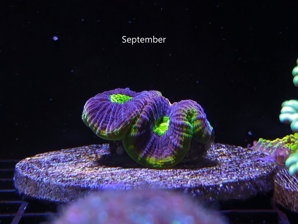favia-september-2024-jpg.60897
