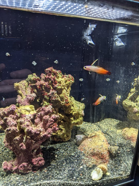 Firefish.jpg