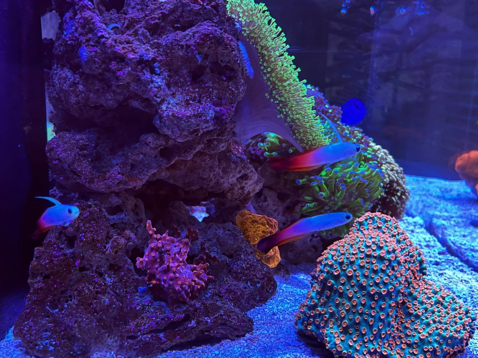 firefish.jpg