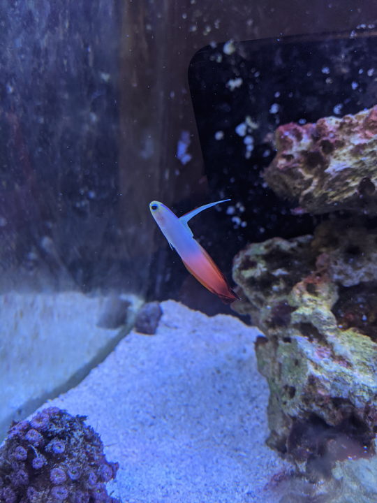 firefish.png