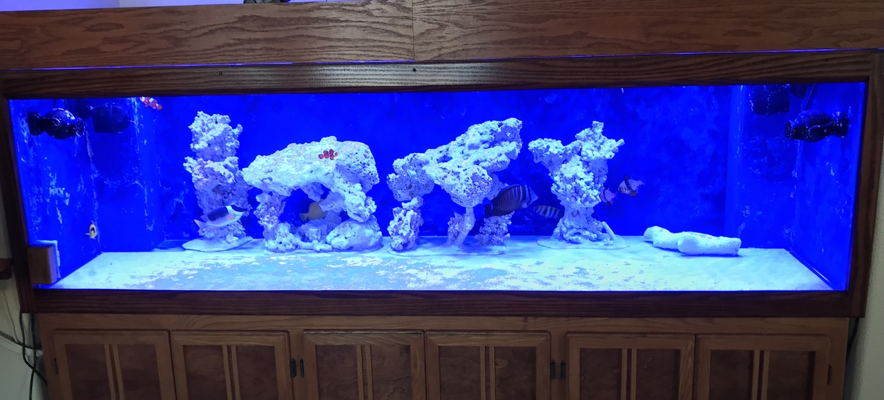 fish1.jpg