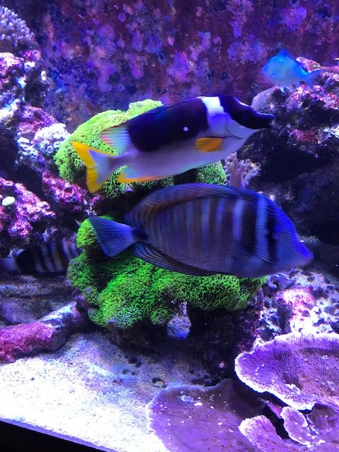 fish_gsp.JPG
