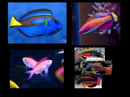 fishpoll.jpg
