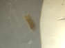 Flatworm.JPG