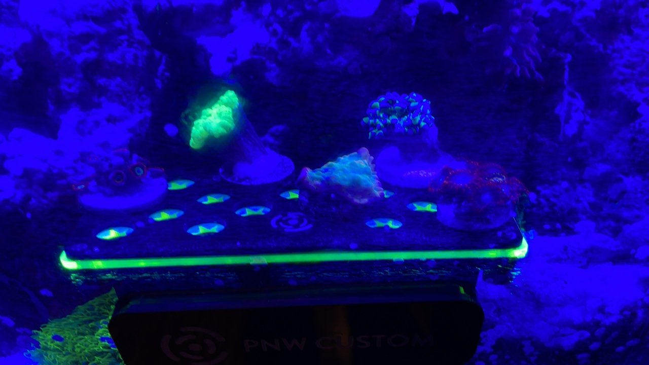 frag rack.jpg