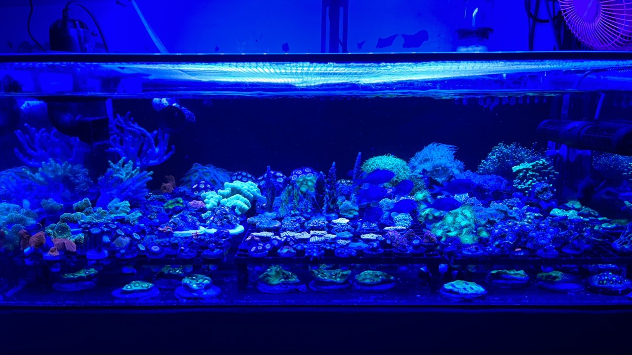 frag tank 2.JPG