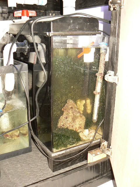 Frag Tank Fuge.jpg