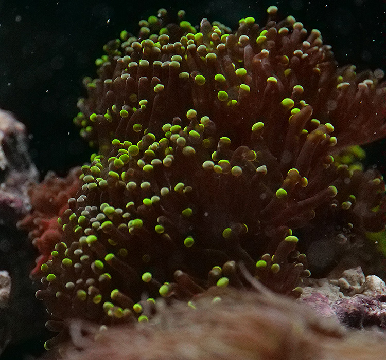 Frogspawn.jpg