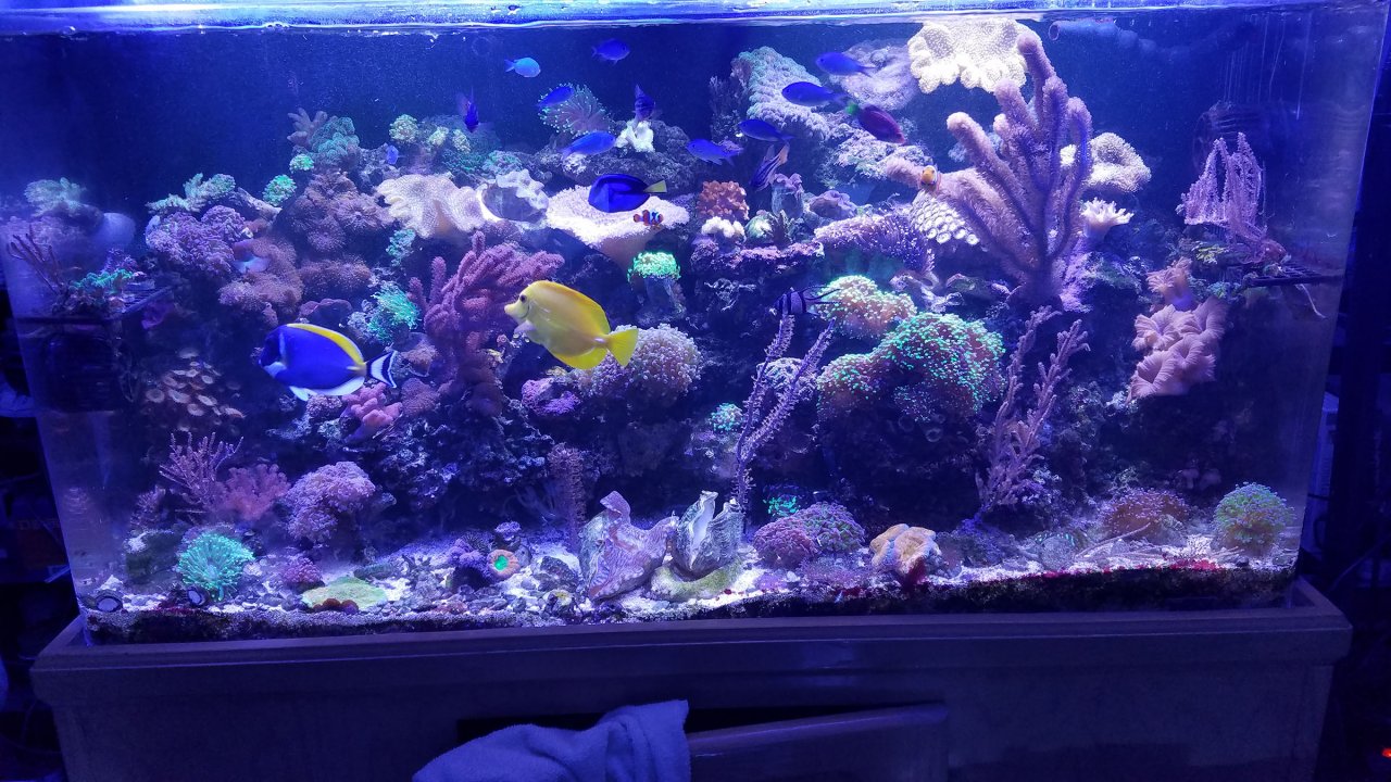 Full tank show.jpg