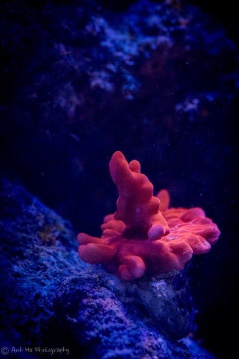 Geneva'sReefTank-15 (Medium).jpg